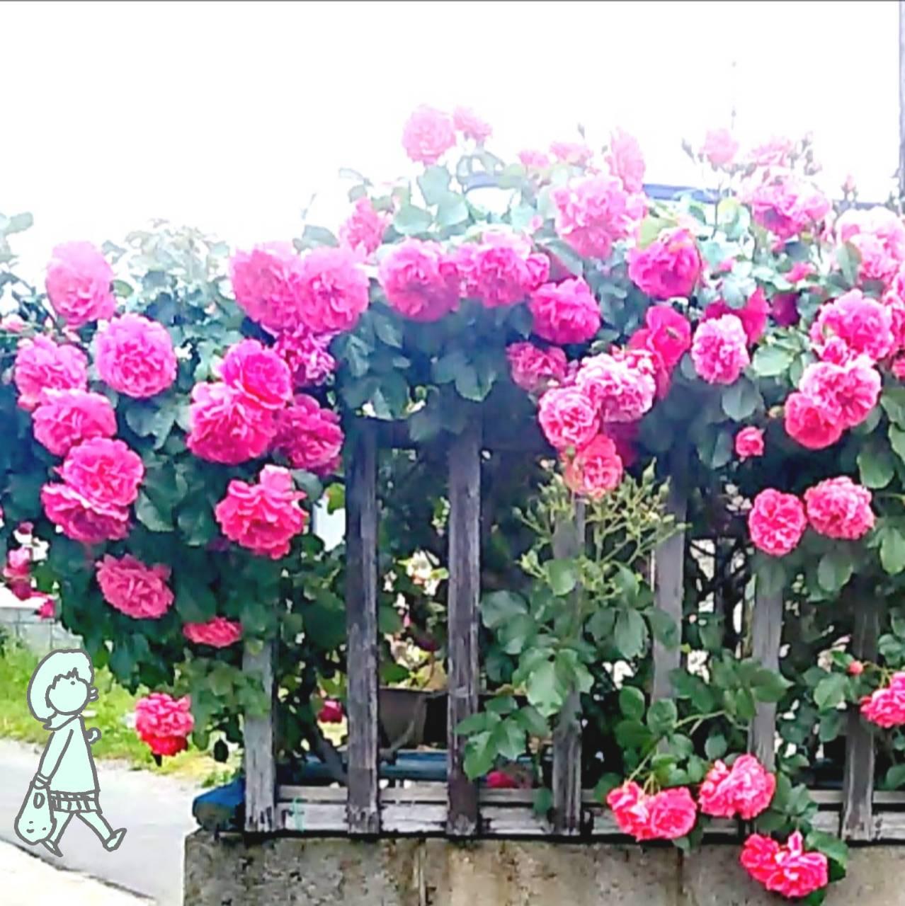 �������S������A���͂��グ��o���̉�