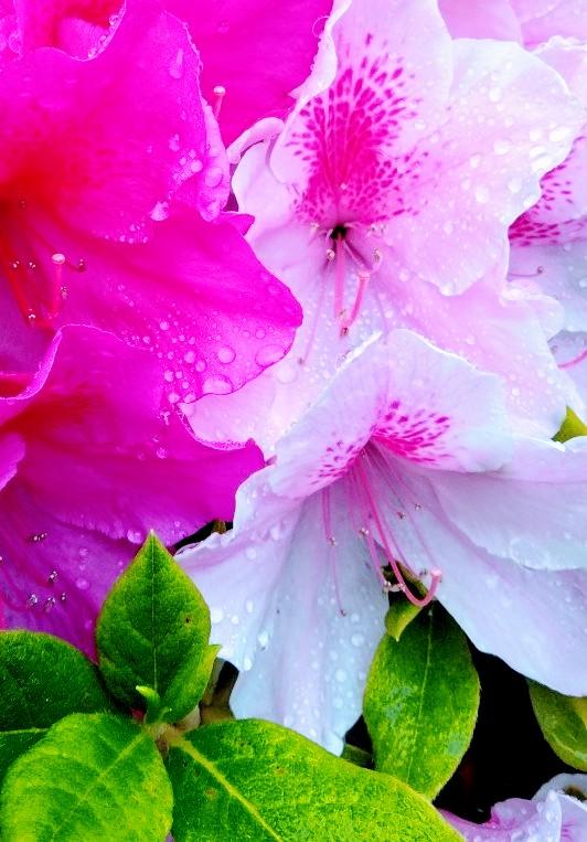 �J�ł������͖���