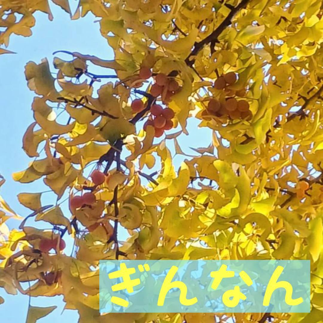 ��ǂ̍g�t�ƁA���킢������Ȃ�