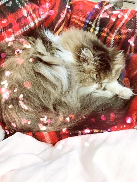 �v���Ԃ�̂��x��