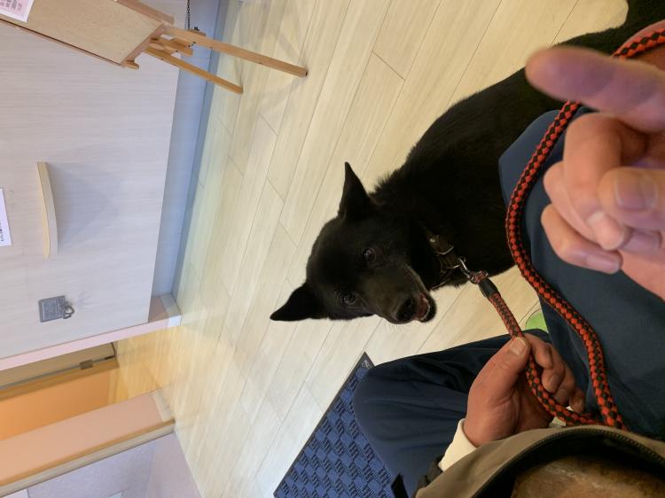 �y�b�g�̋C����