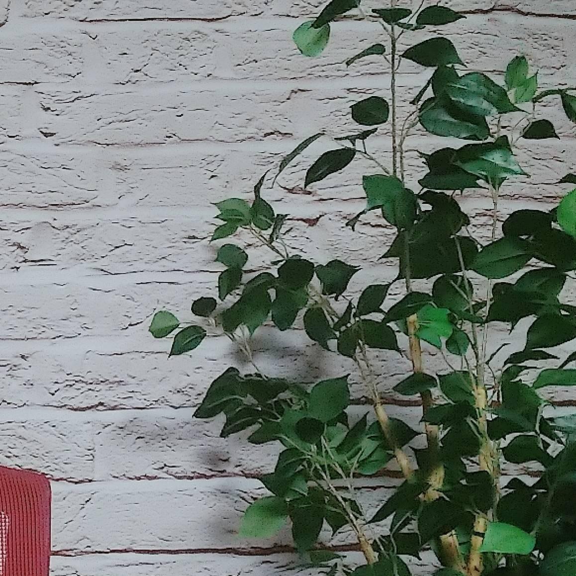 �t�F�C�N�O���[�����w��