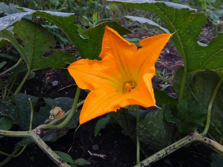 ���ڂ���Ə���