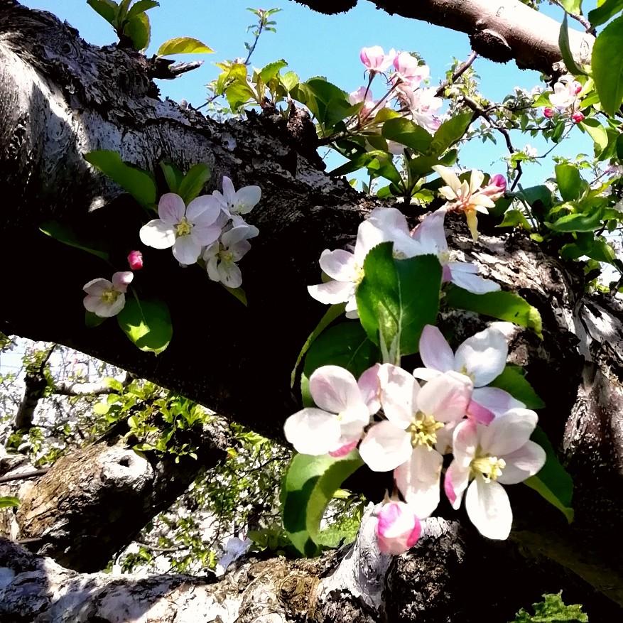 �G�߂͎��ֈڂ�ς��