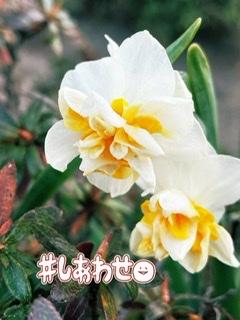 �f���Ɋ��ł����IR4.3.22����