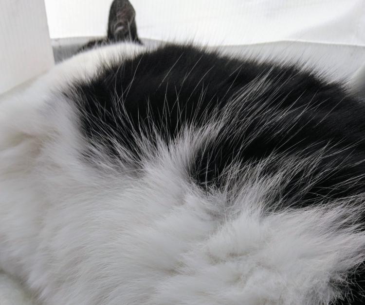 �F���G�l���M�[���ˎ���