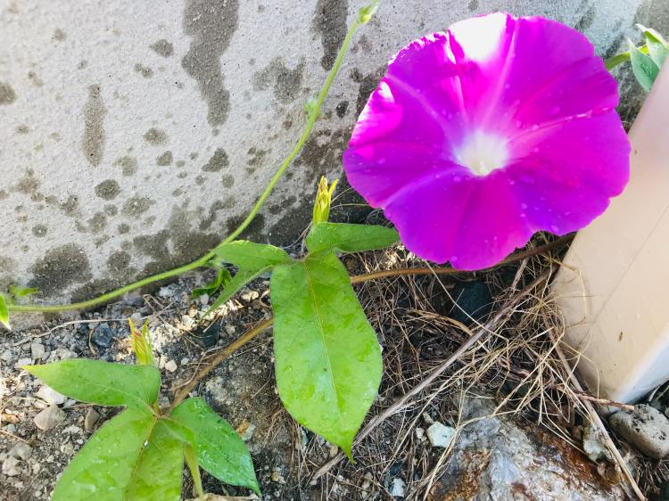 ���V�̒��炪�炫�܂���