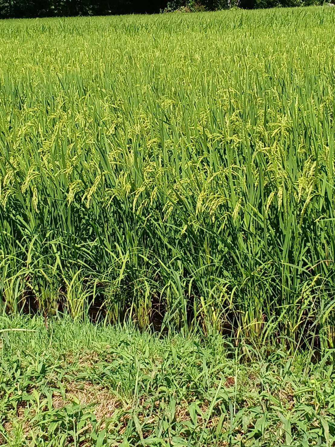 �ŋ����o�C���t�[�h�@���ɂ���