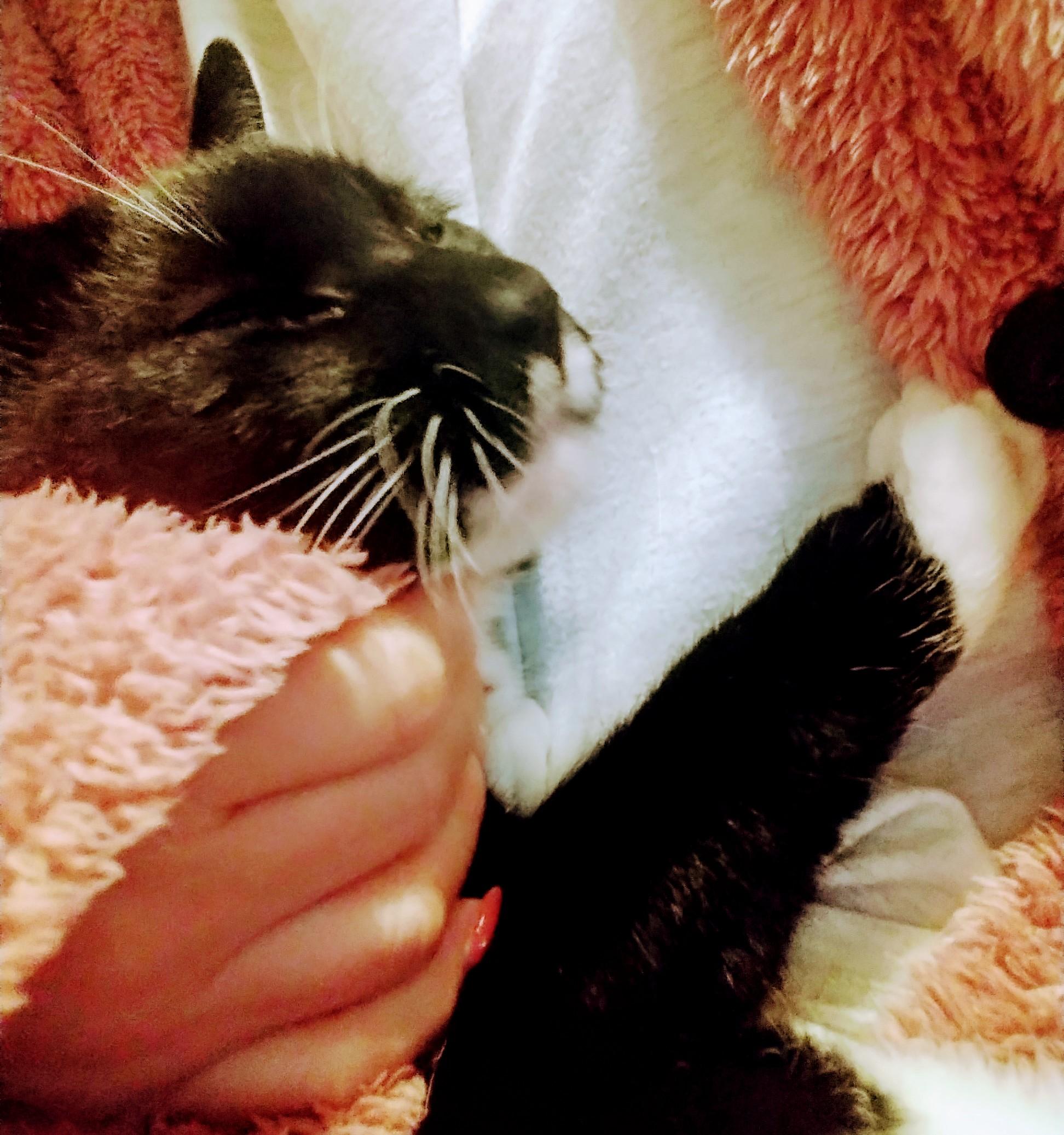 猫脳とは？