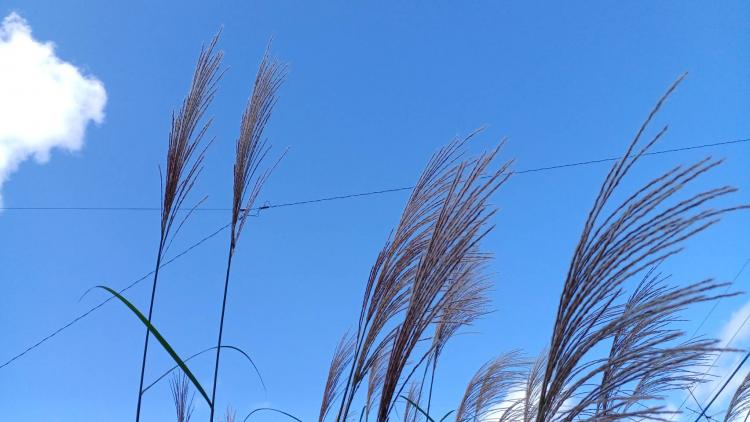 �H����ŗh���X�X�L�̂��b�I