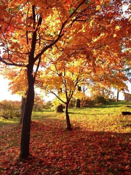 2025�N11���̒a�����ʃ��b�Z�[�W