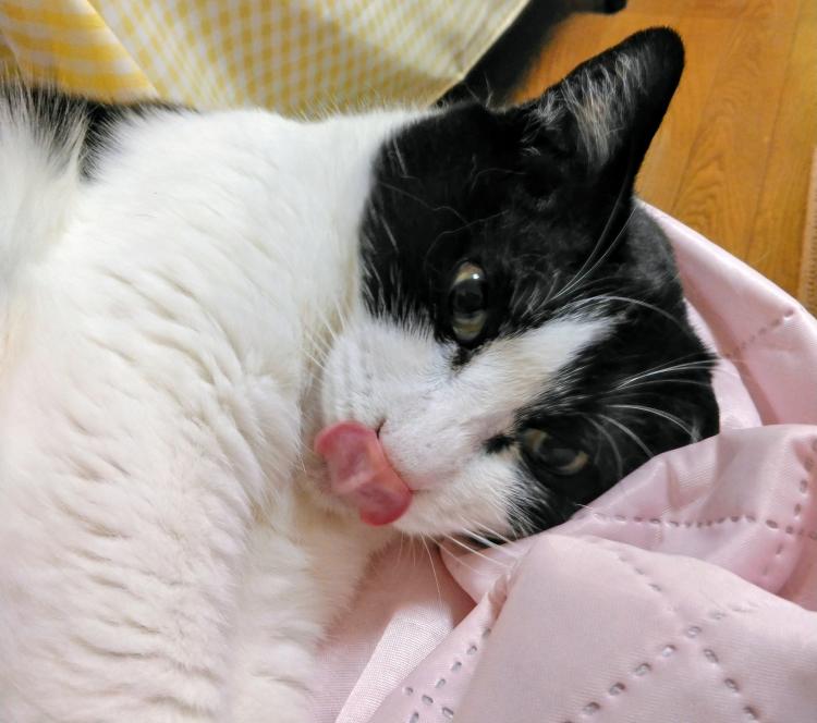 2025�N9��22���̐V���̑�؂Ȃ���