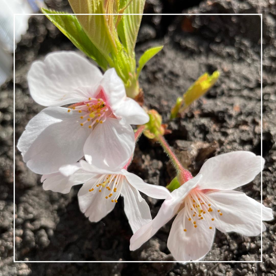 �䖝���Ă̓_���Ȃ���