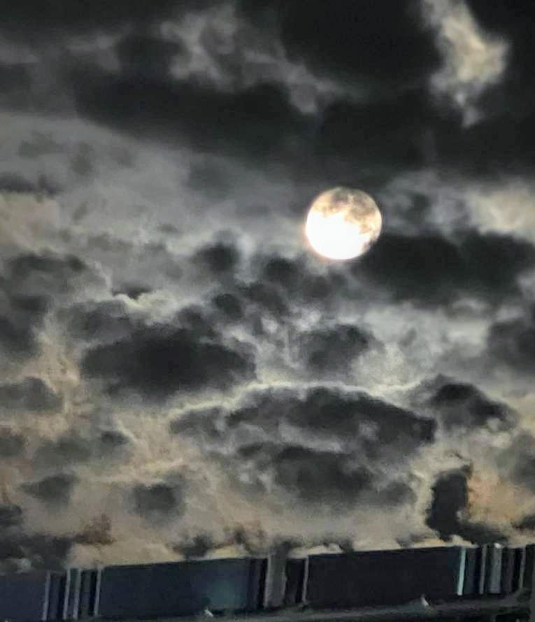 �����ƊF�����H��