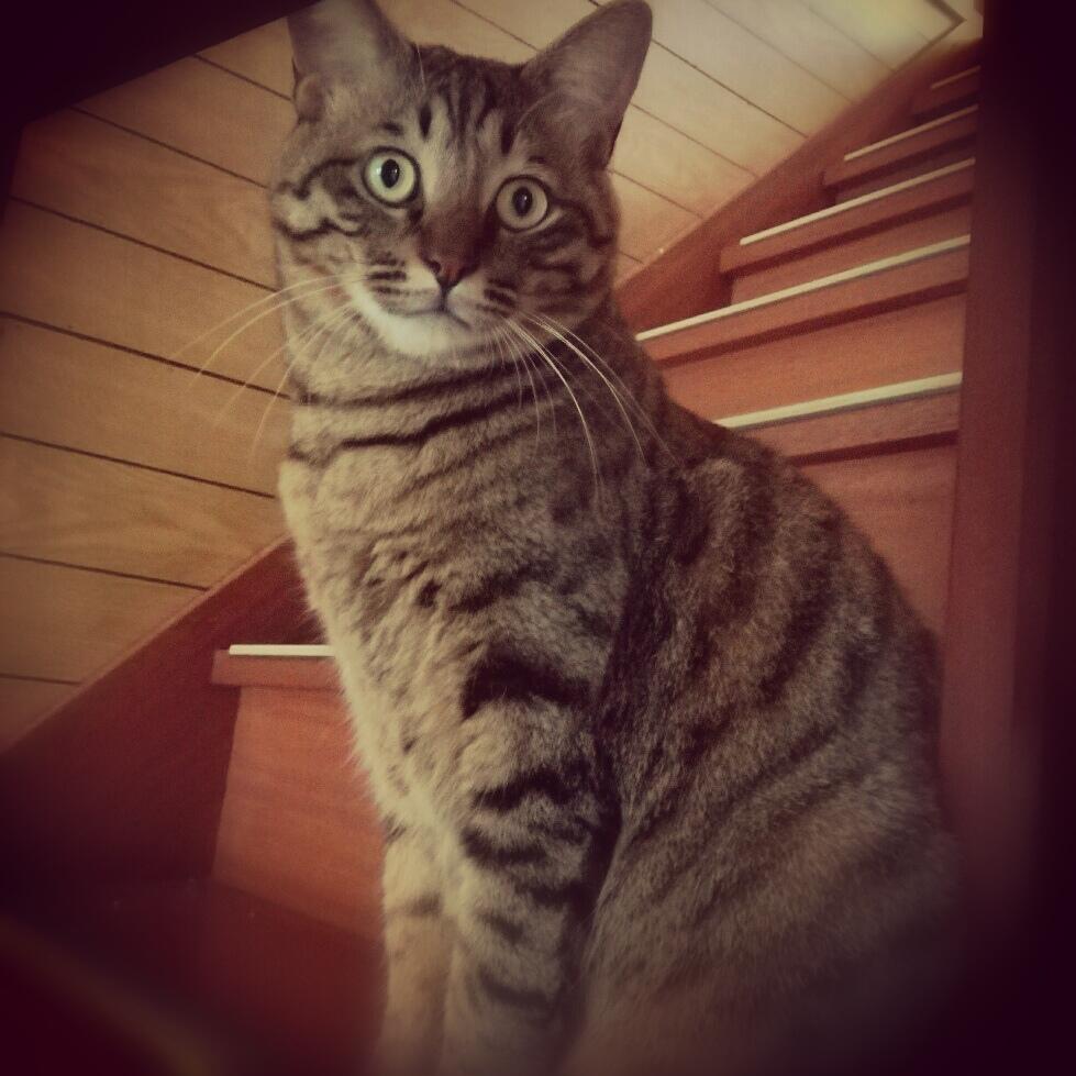 �y�b�g�ی����l����(-_-;)