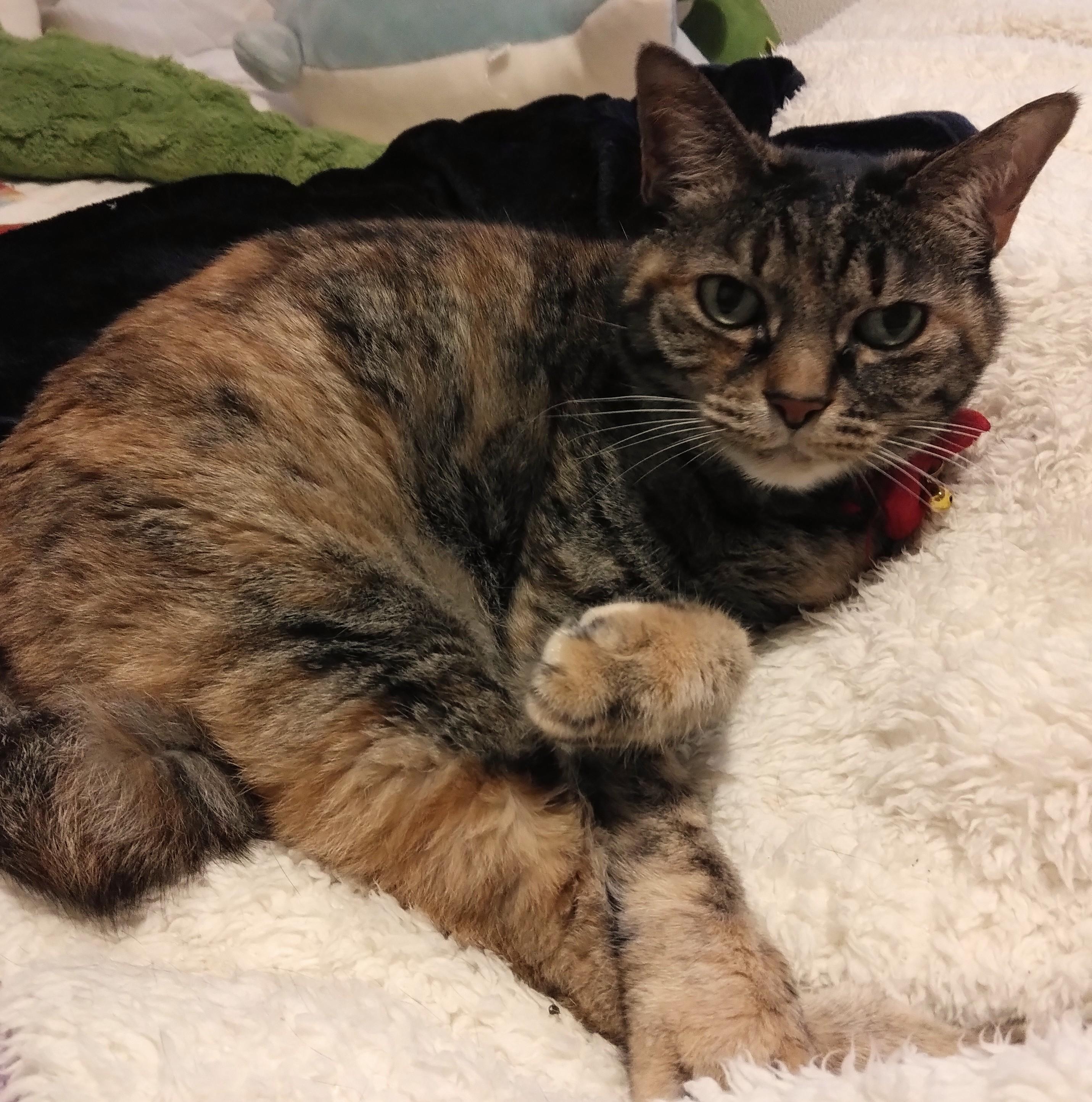 6��10���͏Ί�ł��悤�ˁ�