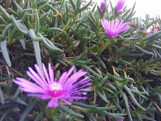 ��񂲂̂�����