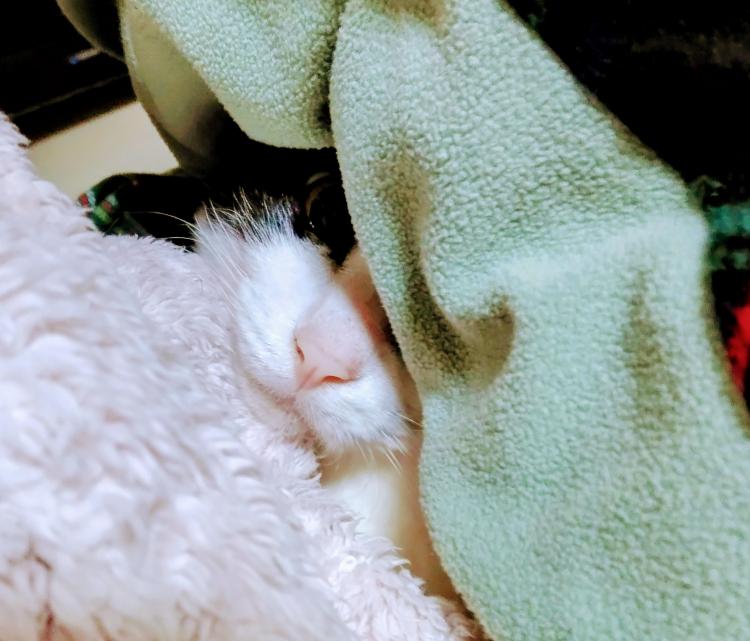 2024�N�̎׋C���P��