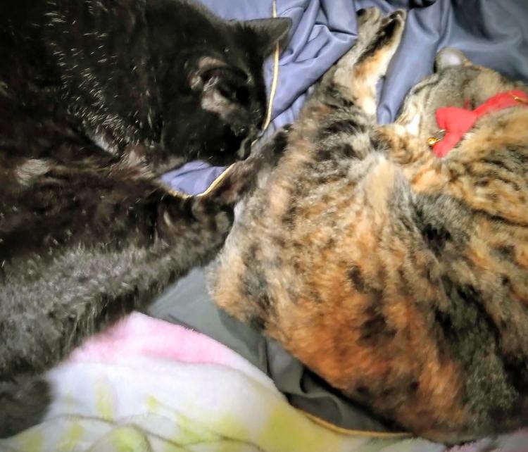 �����Ȃ�ʗ�C�Ƃ́H