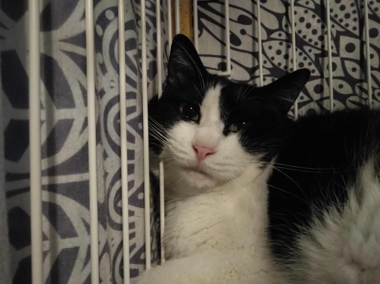 13���Ƀn�b�J��