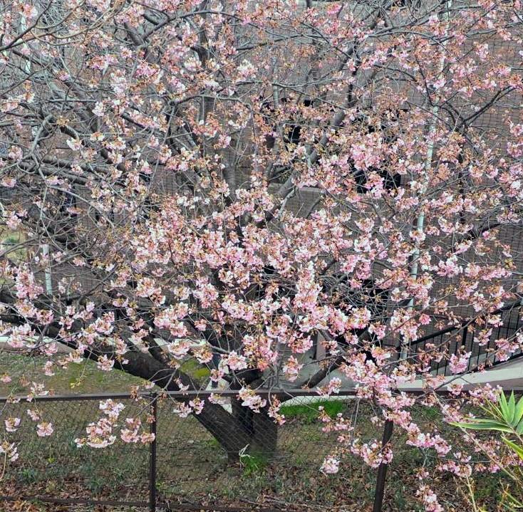 ���Ȃ��͔�����