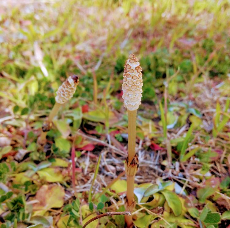 �t�̃|�R�|�R�ƃL���L���Ƃ�