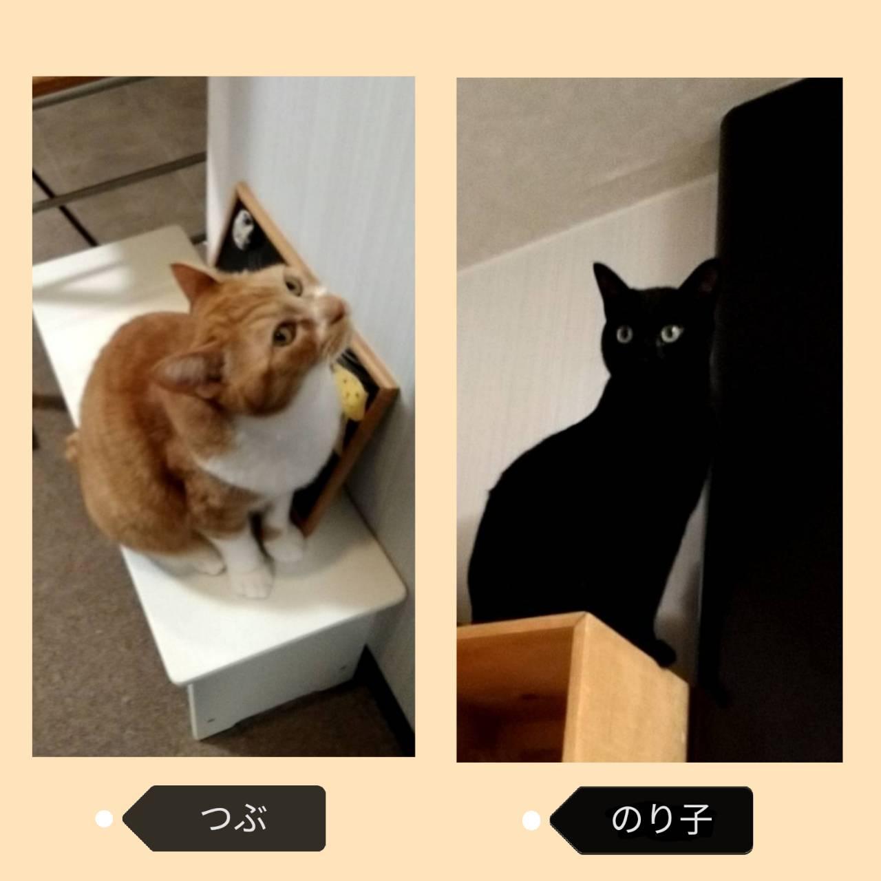 �L�肢( ^�E�ցE^)�y4���㔼�z