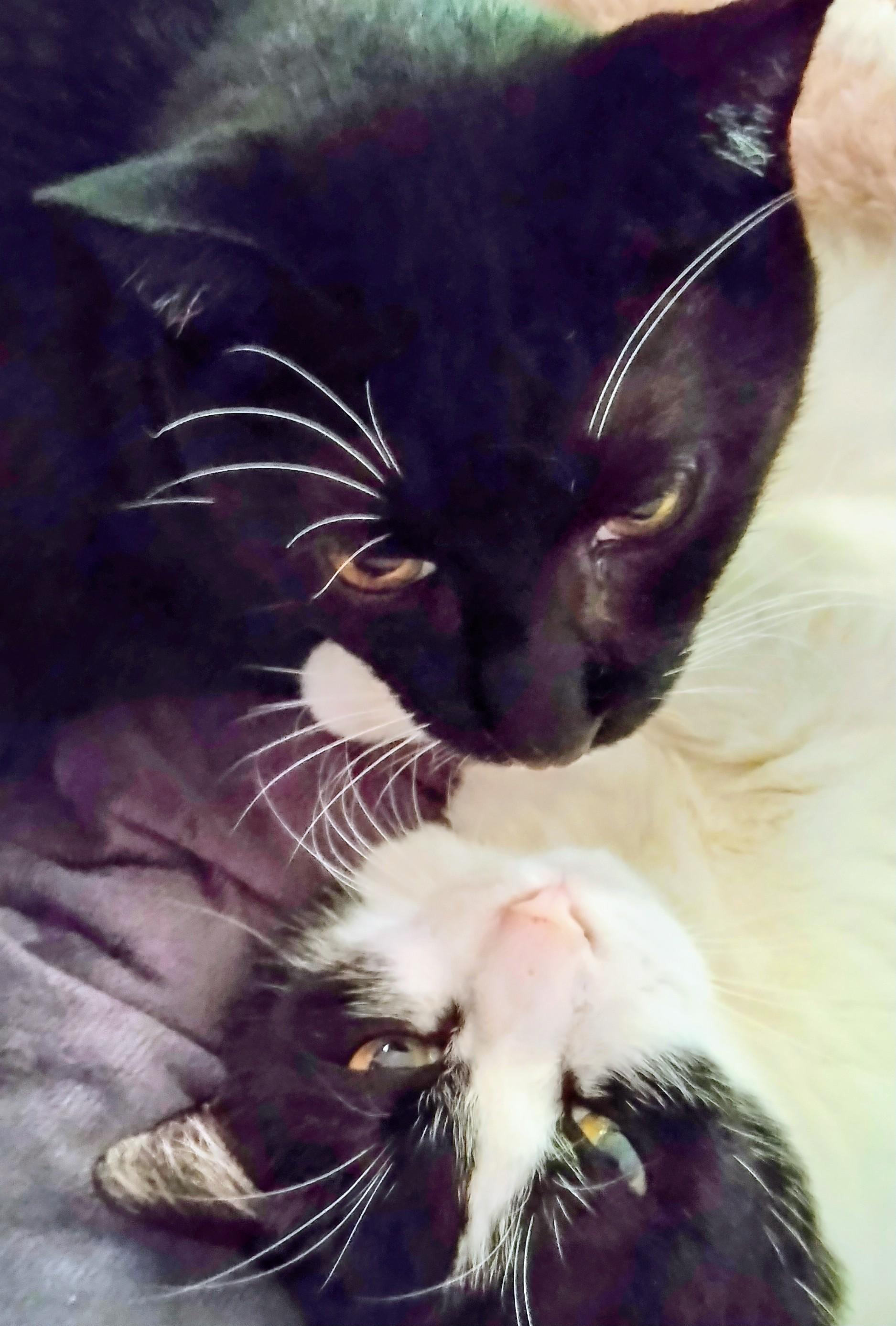 �p���[��������恙