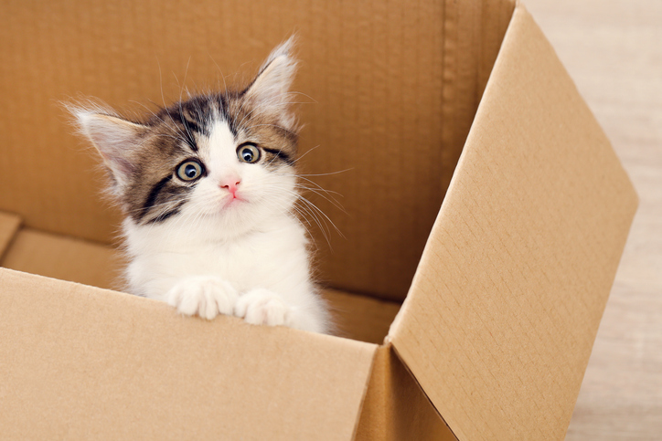 段ボールに入った猫
