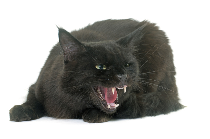 威嚇する猫