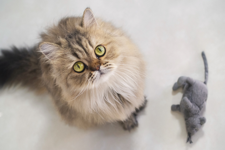 チンチラの子猫