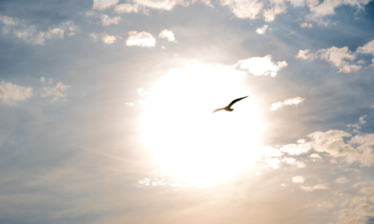 �V���������ւ̃C���[�W